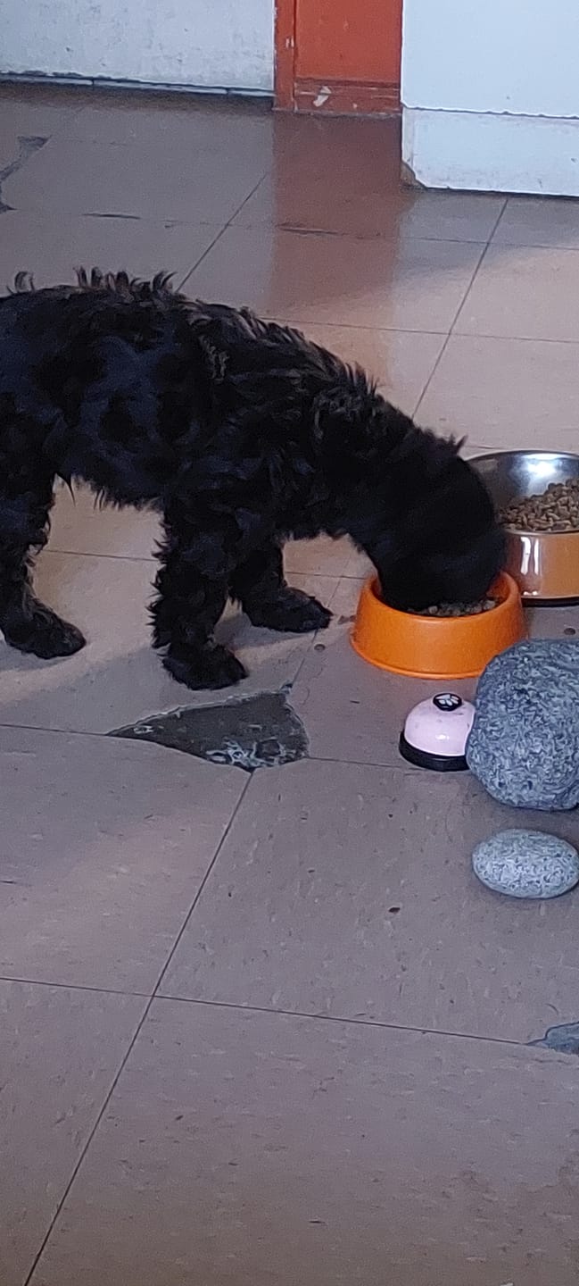 Customer photo review of PetFamily Foods Cachorros