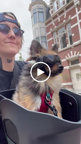 Customer video review of Kvisp Dog Bike Carrier