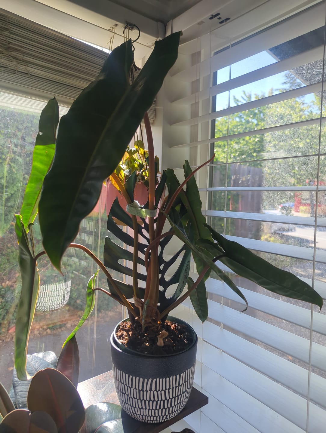 Customer photo review of BARE™ Monstrella™ - Customizable Monstera shaped wooden plant support