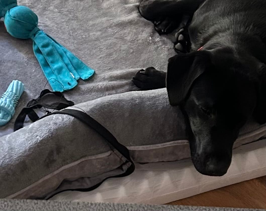 Customer photo review of Memory Foam Pet Sofa Bed