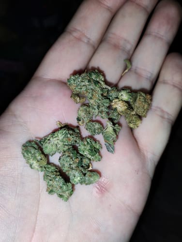 Reviewer's hand holding a small cluster of green OG Kush THCA flower buds.