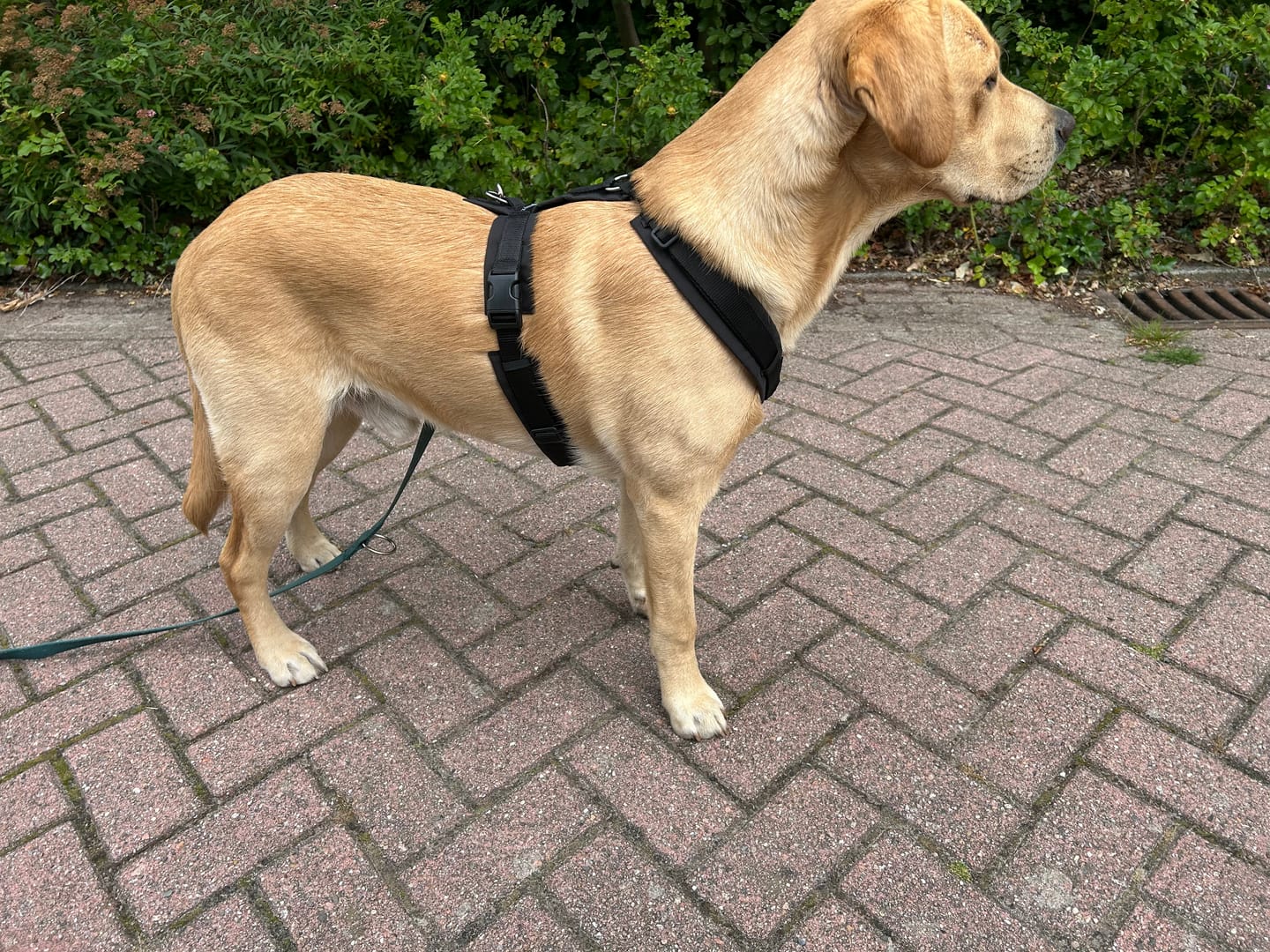 Customer photo review of Anny X Dog Harness FUN | Short Back