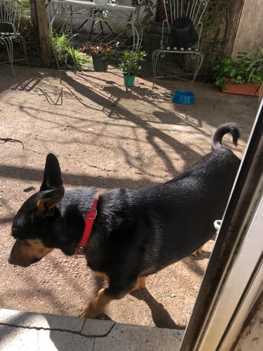Customer photo review of Collar Remachado Básico (Perro)