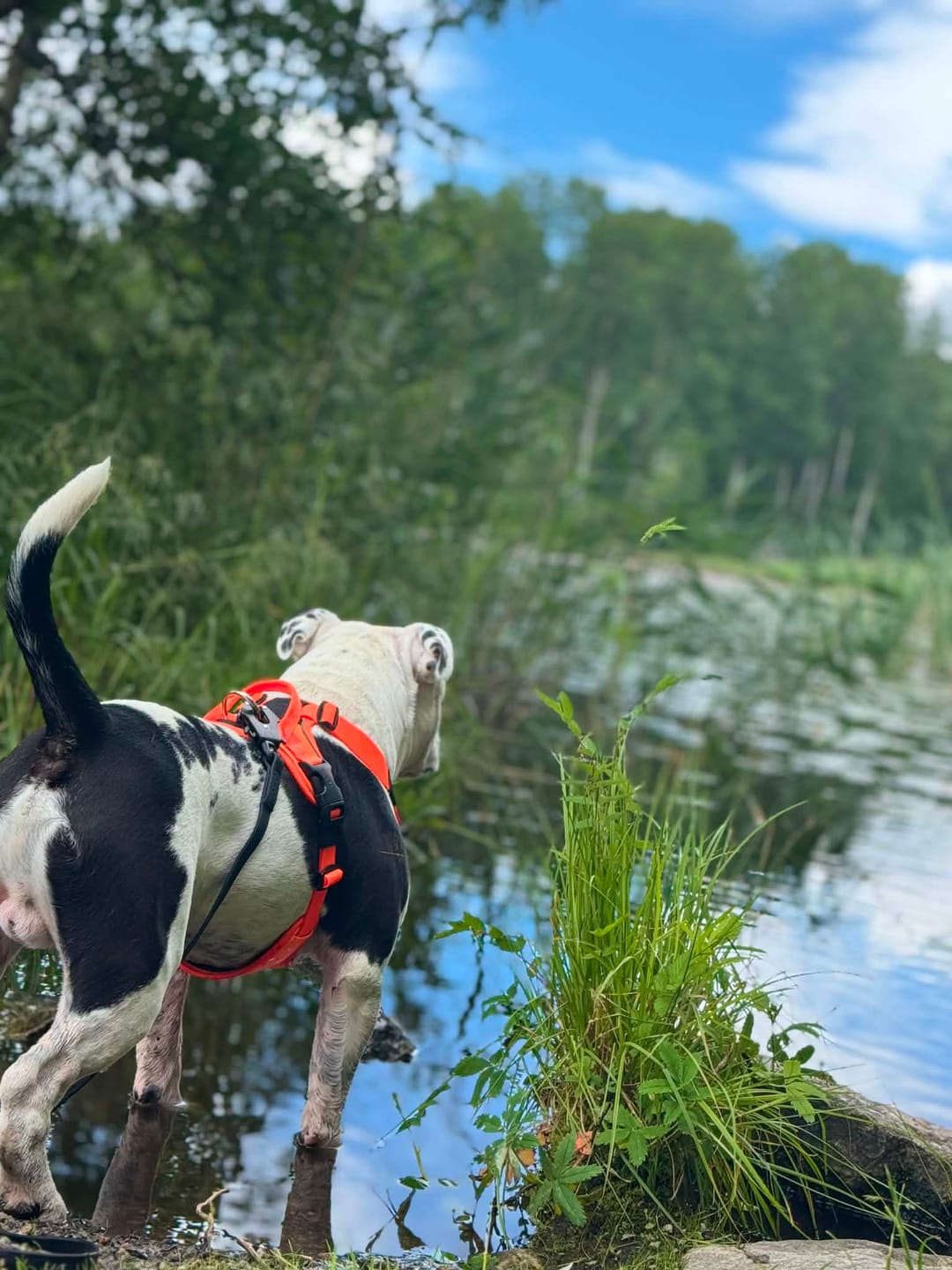 Customer photo review of Anti Pull Hurricane Harness Lighter | With Handle - Orange
