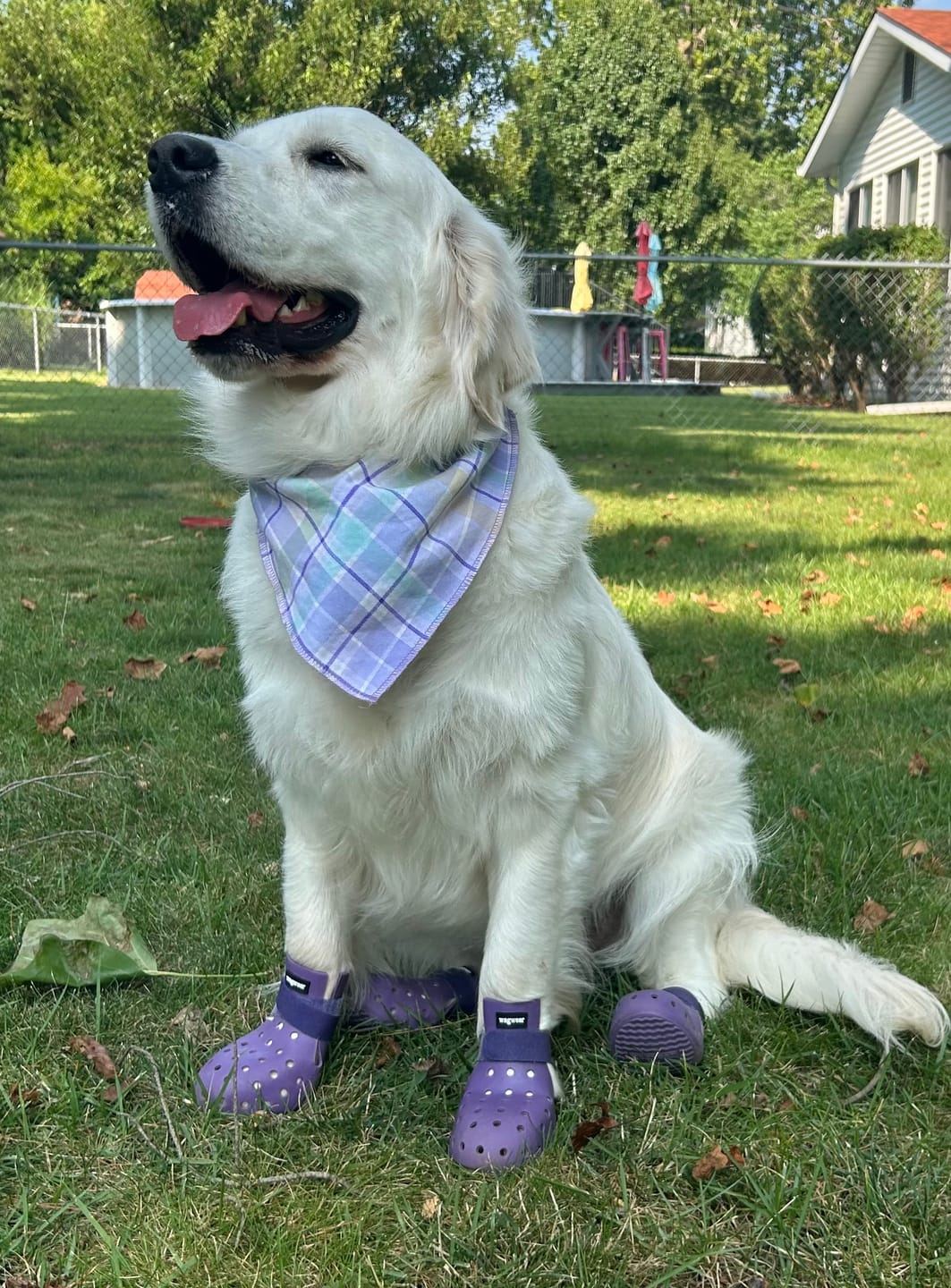 Customer photo review of WagWellies® Mojave