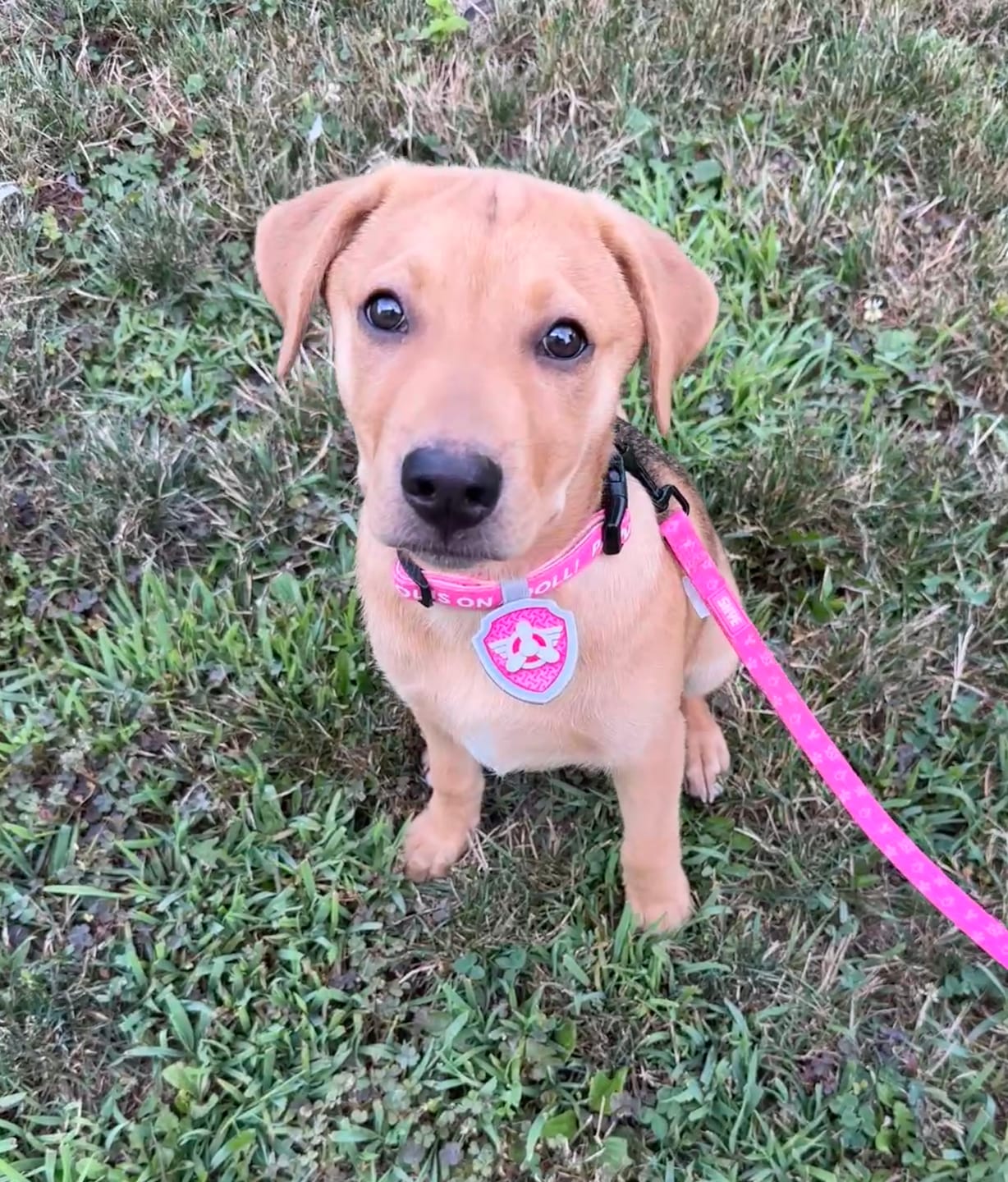 Customer photo review of Paw Patrol: Skye Collar and Leash Set