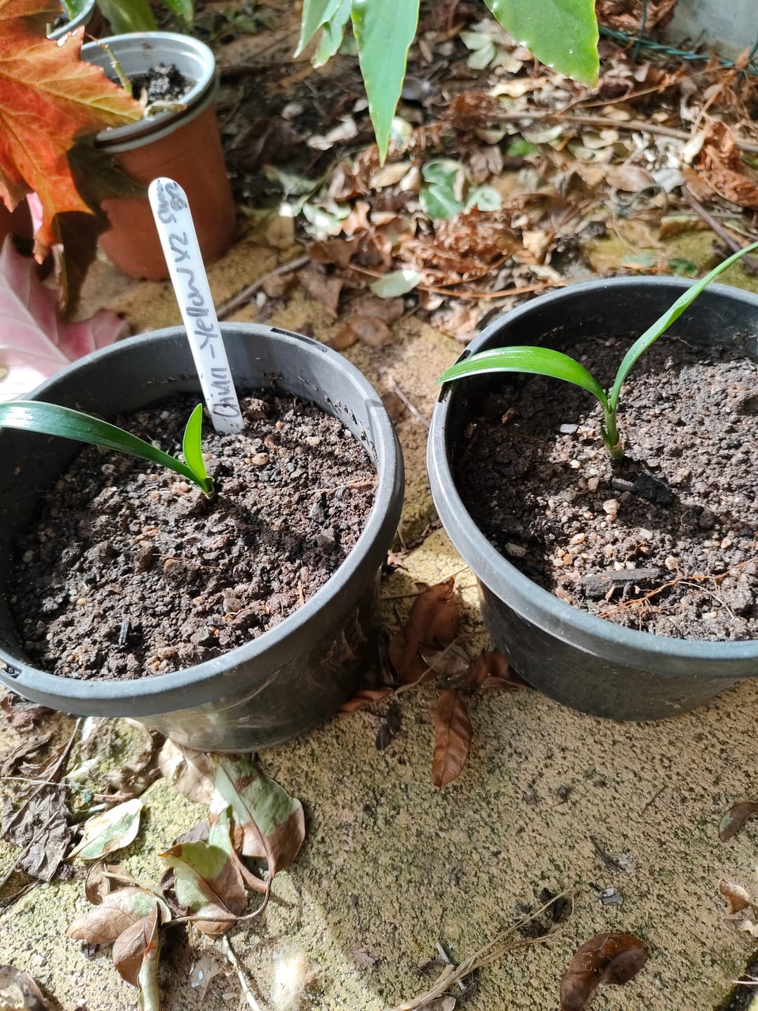 Customer photo review of Clivias – Buy Online & Delivered Australia-Wide