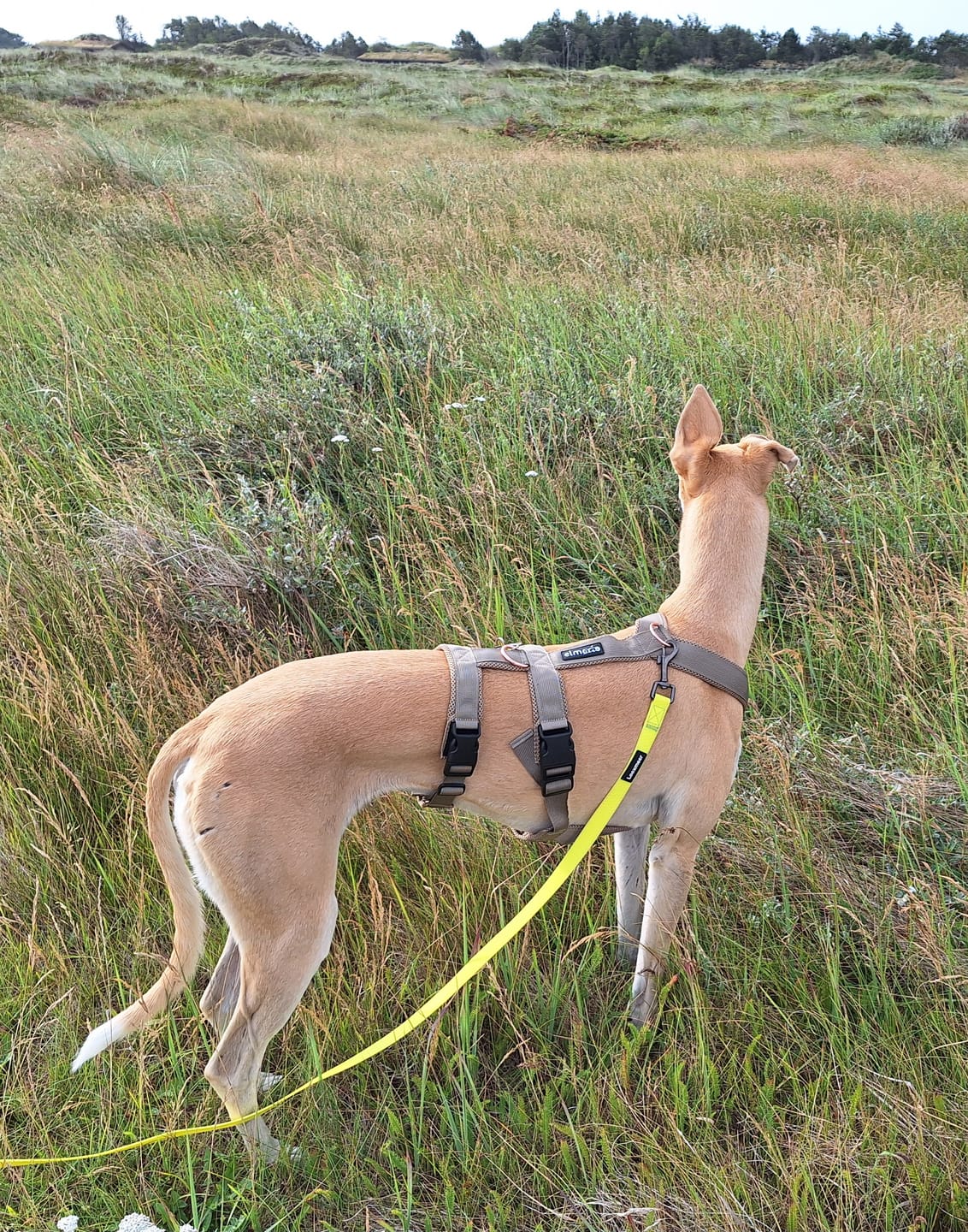 Customer photo review of Sicherheitsgeschirr FUN "Golden Sand"