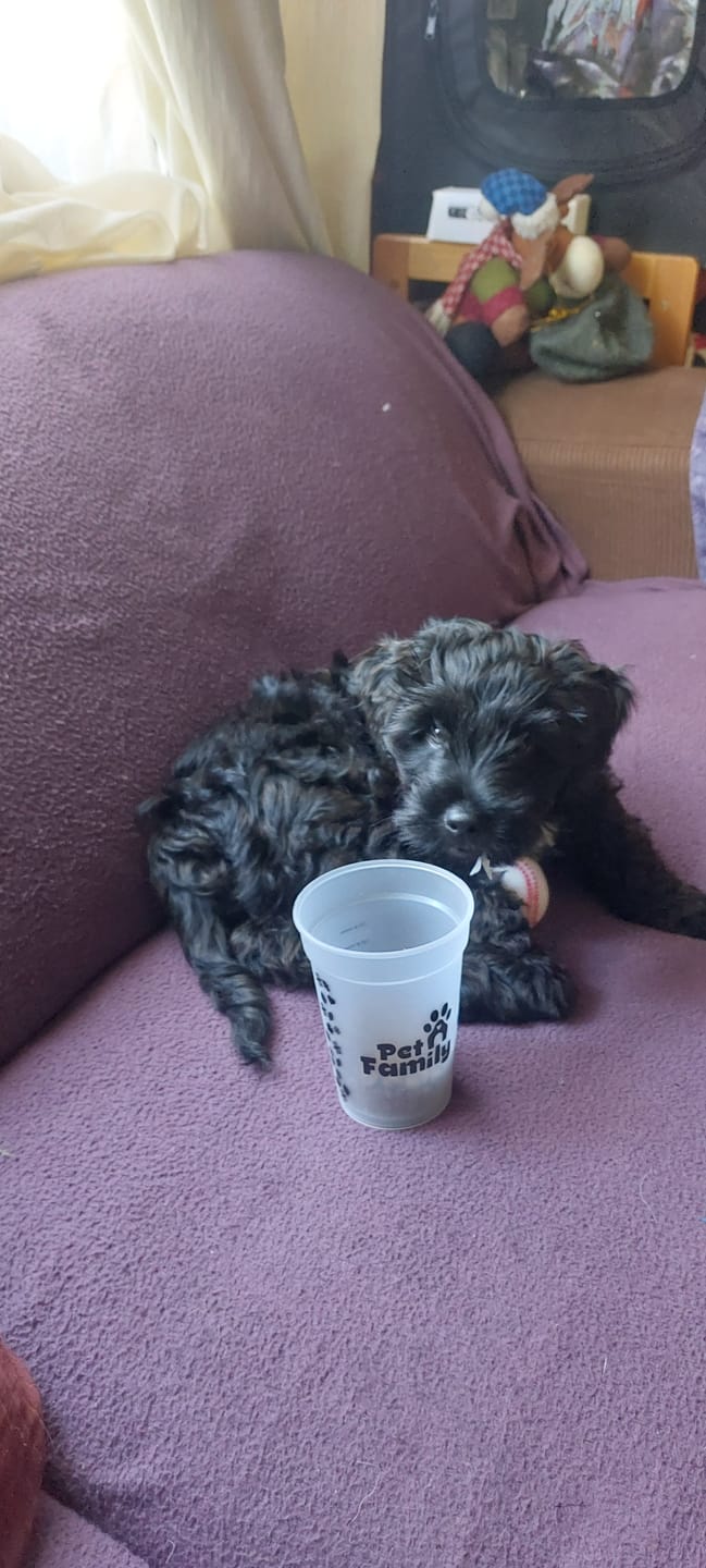 Customer photo review of Vaso Medidor PetFamily