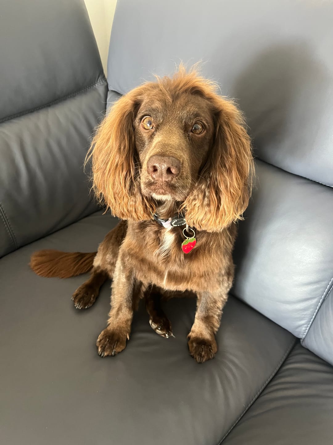 Customer photo review of Susie Strawberry Metal Pet Tag