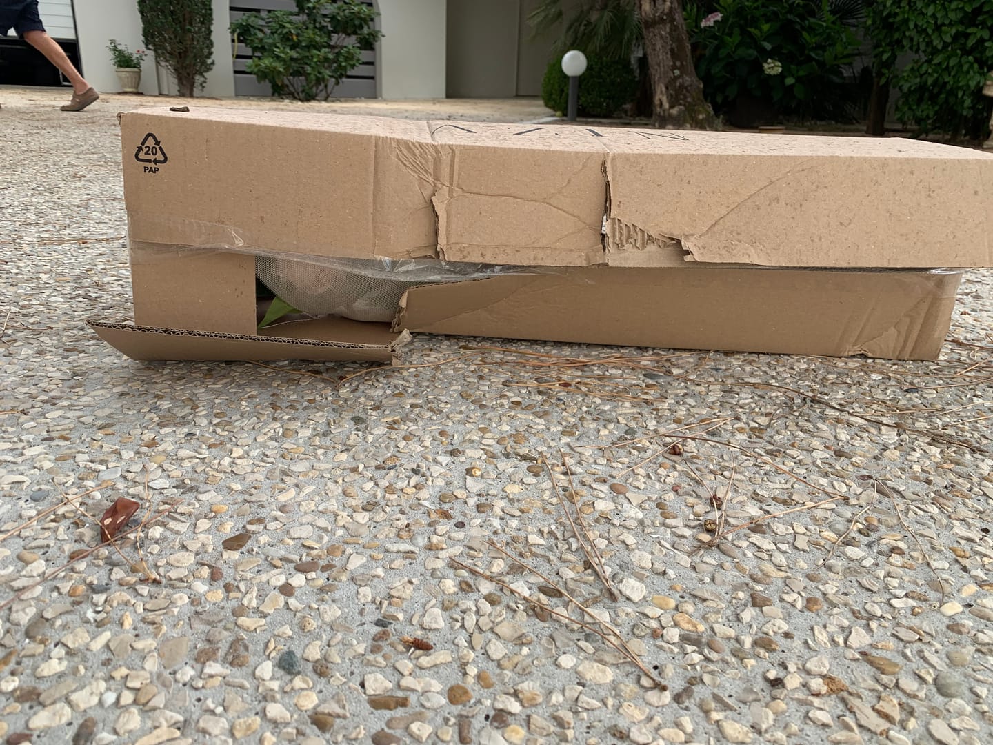 Customer photo review of Pivoines - Rose