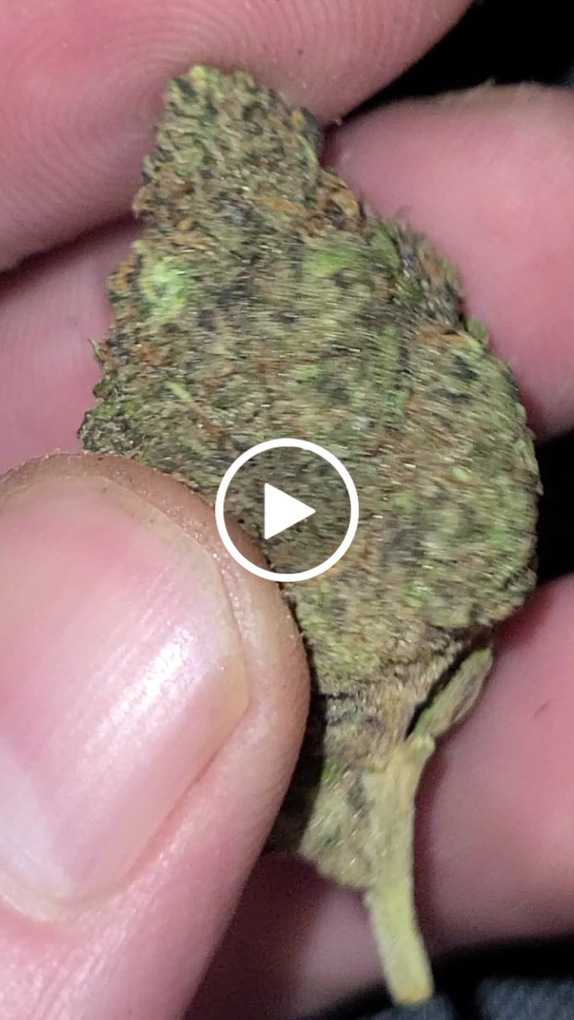 Customer video review of Royal Gas Indoor THCA