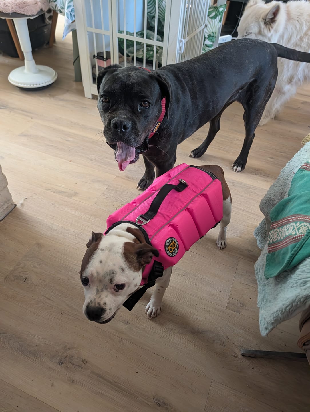 Customer photo review of Staffordshire Bull Terrier 1935® Life Jacket - Neon Pink