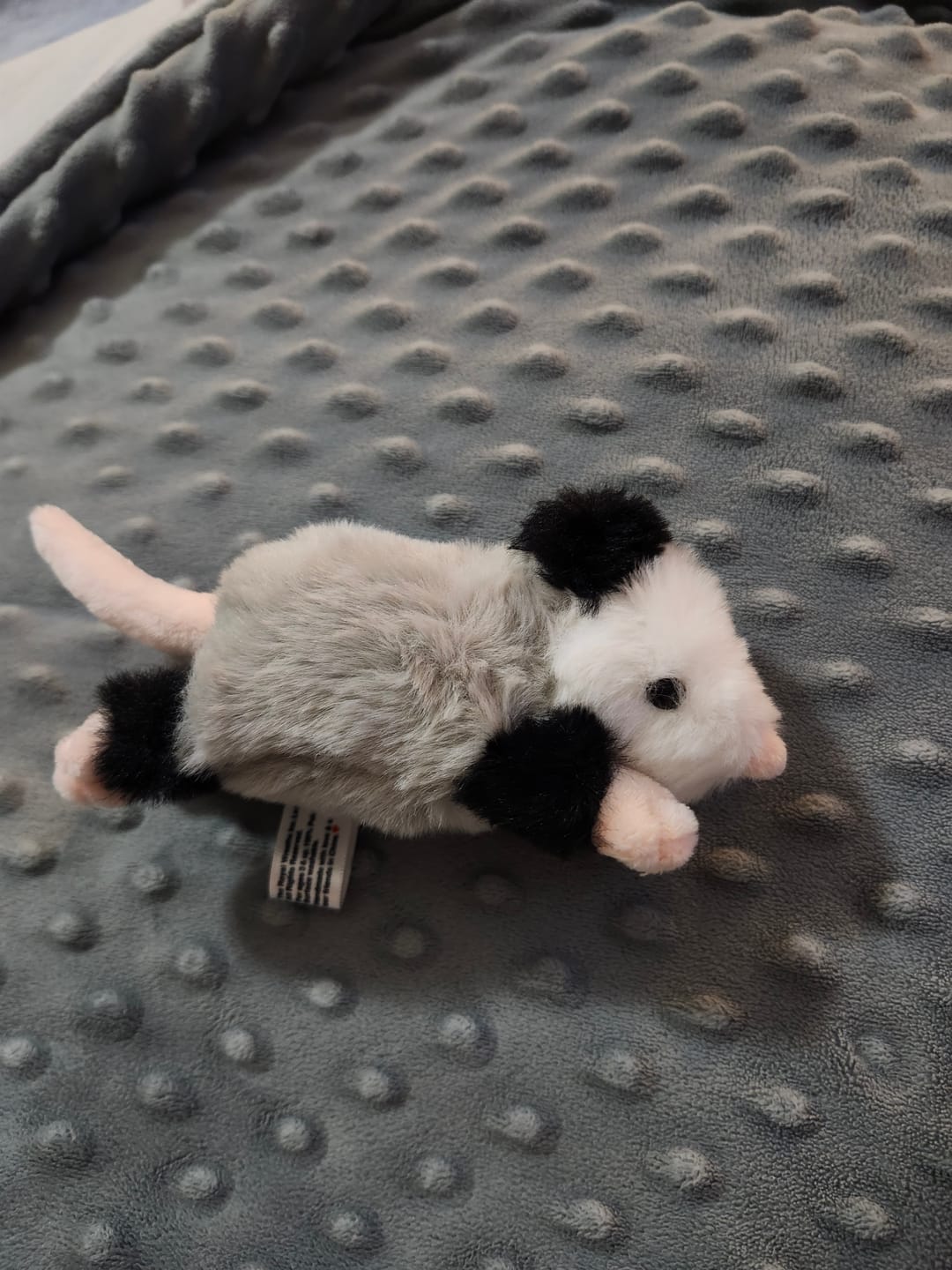 Customer photo review of Forgotten Peter the Opossum