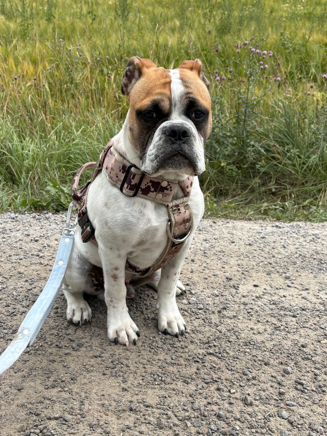 Customer photo review of Guard Leash Safe Baby Blue - Väktarkoppel med handtag & reflex