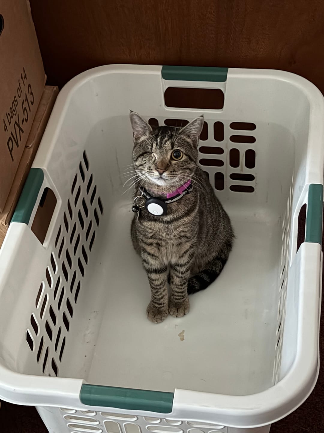 Customer photo review of FurLife™ - 8 Months Flea and Tick Free