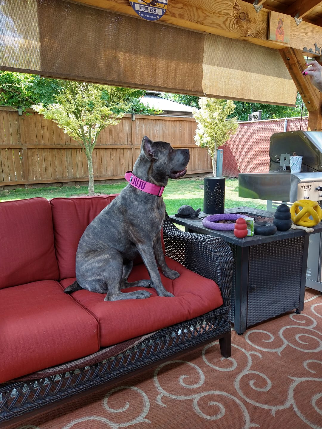 Customer photo review of Bully Proof Collar