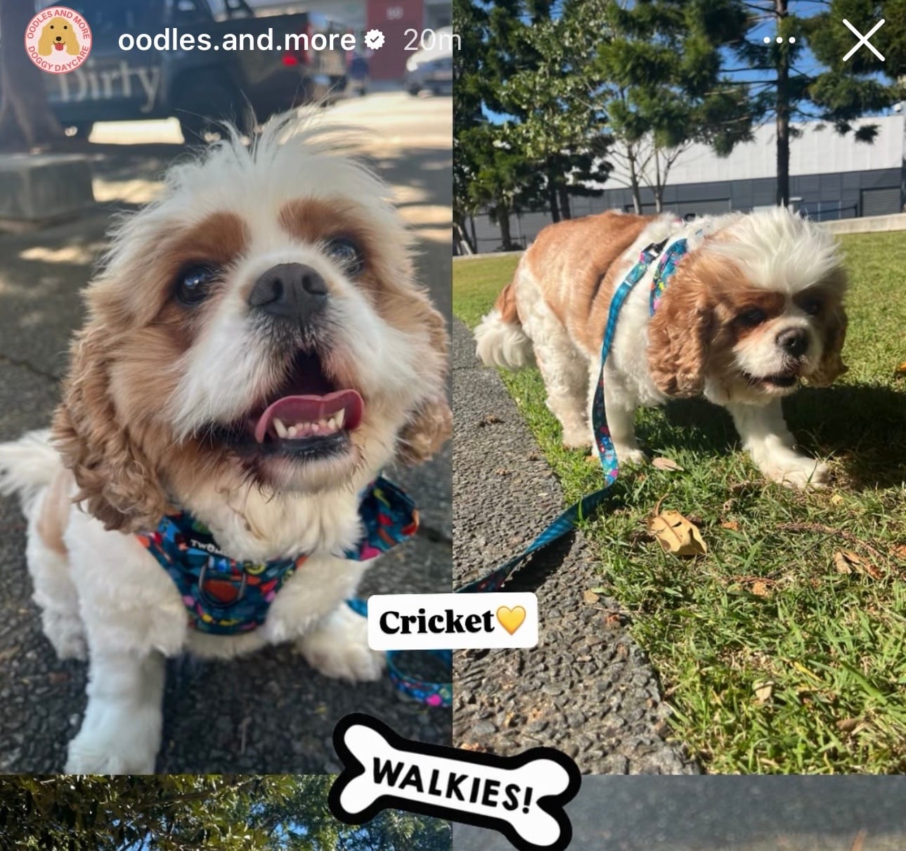 Customer photo review of COLLAR -BUNNINGS TRIP