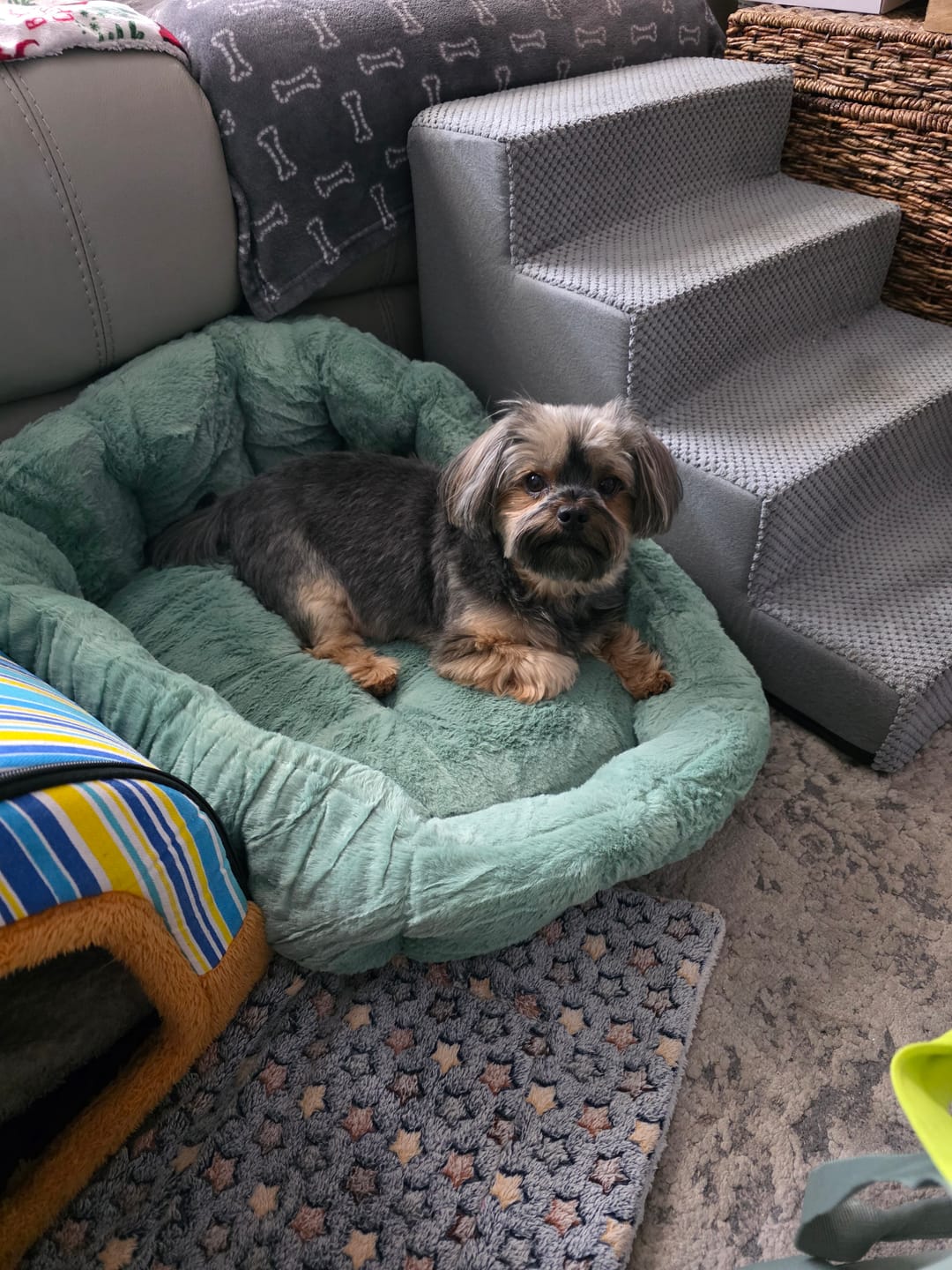 Customer photo review of Calming Lounger Dog Bed