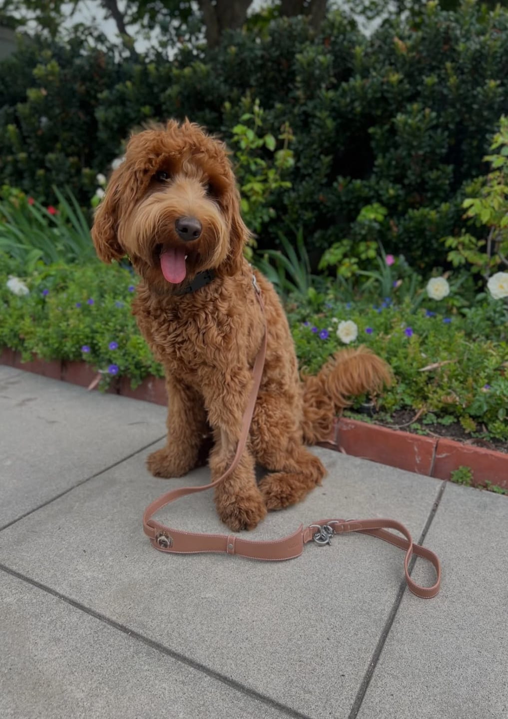 Customer photo review of The Leash