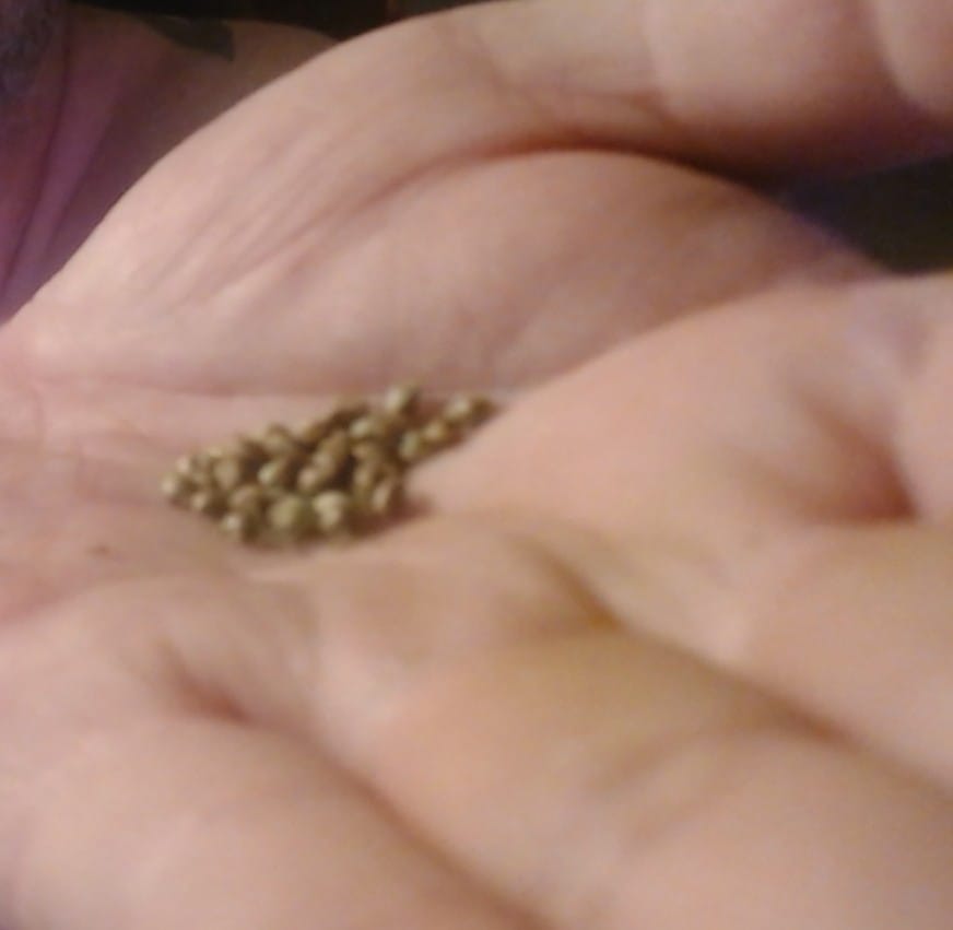 Customer photo review of Platinum Bubba - Bulk - Indica