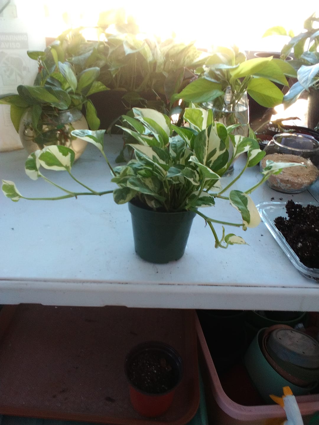 Customer photo review of Pothos Epipremnum aureum 'Pearls and Jade'