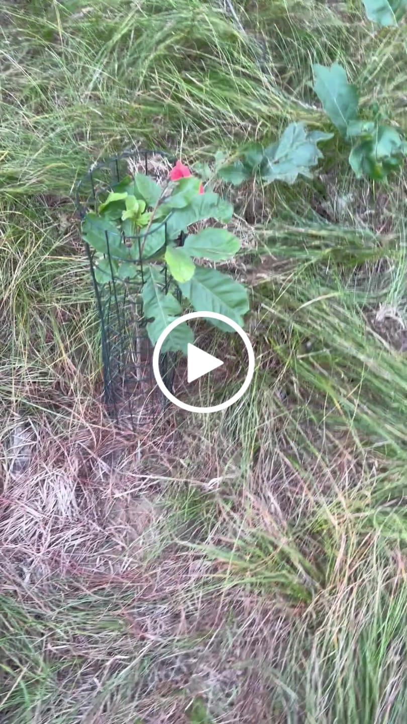 Customer video review of Hybrid Chestnut