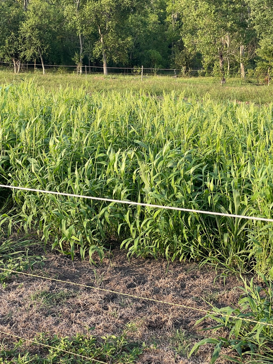 Customer photo review of Dove & Quail Plot