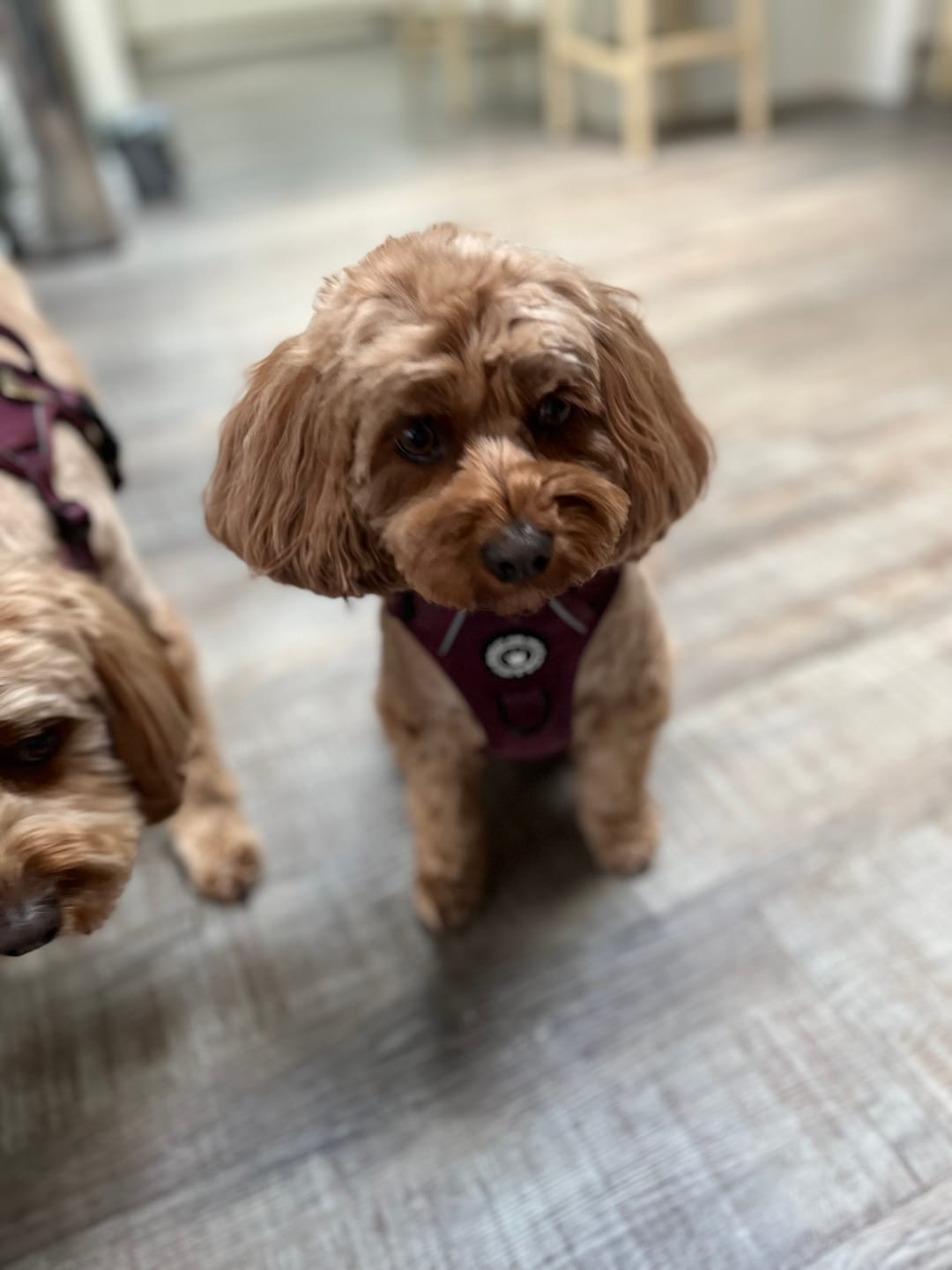 Customer photo review of Fabric Dog Lead 5ft - Mulberry Tweed