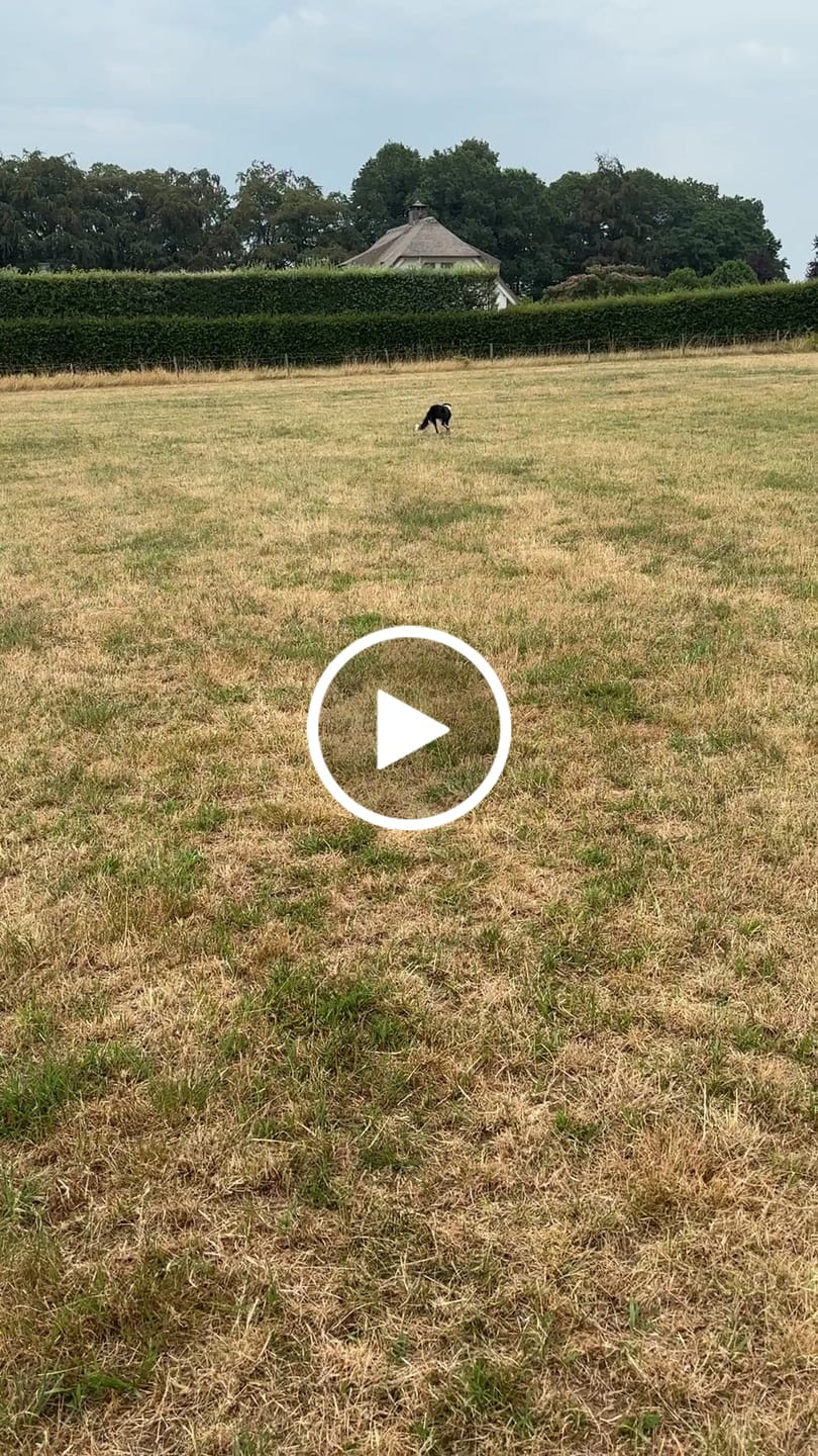 Customer video review of Pet Perfect Automatische Ballenwerper Hond XL