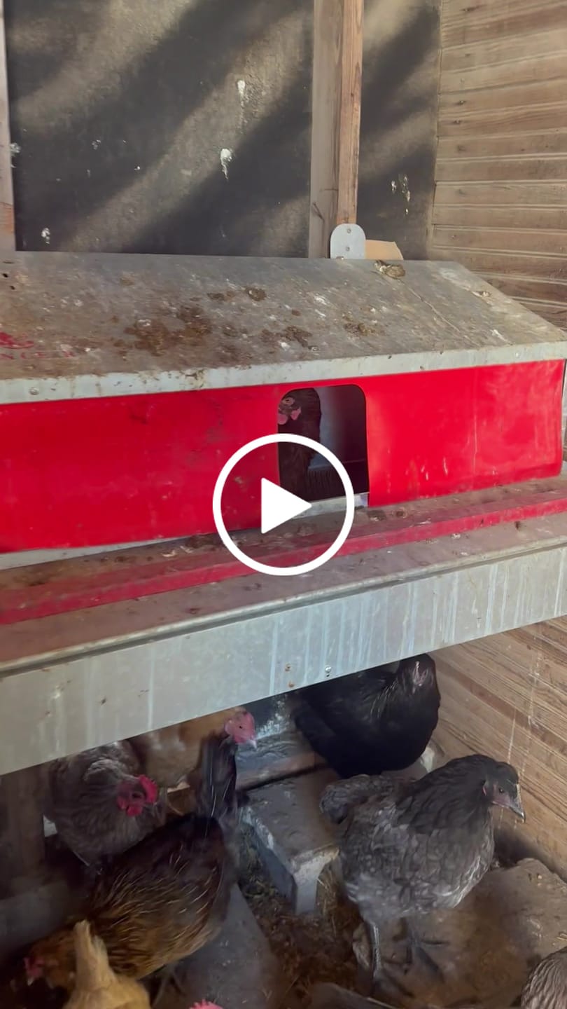 Customer video review of X-Large (72") Reversible Roll-out Nest Box (Up to 75 Hens)