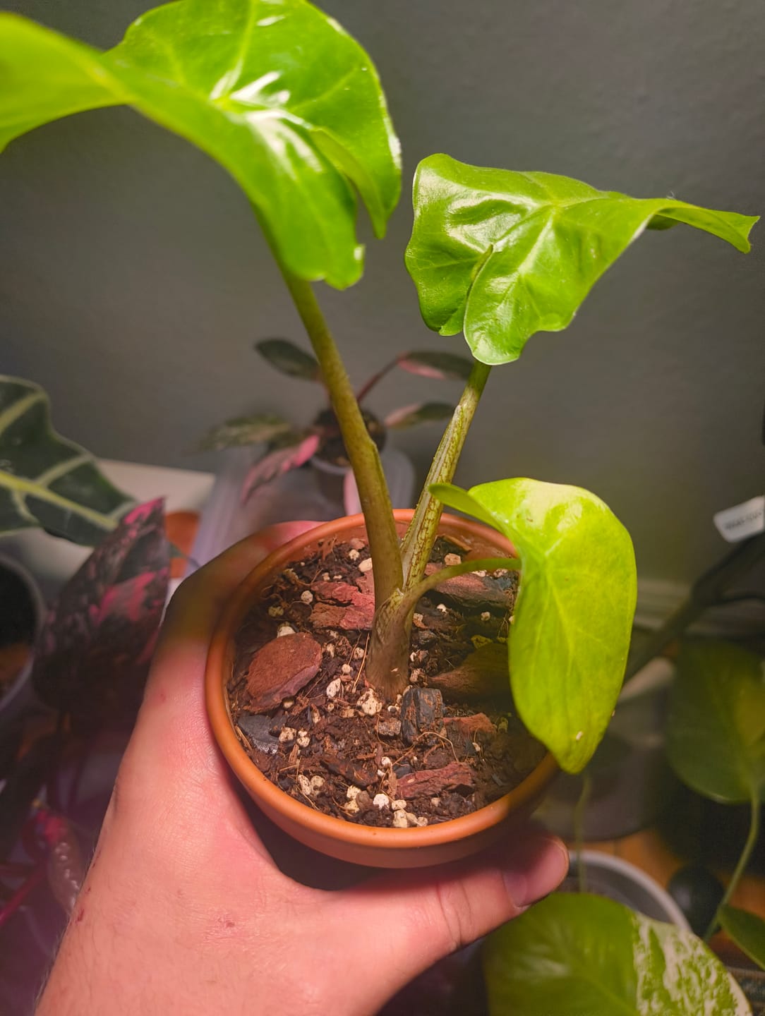 Customer photo review of PHILODENDRON PINK PRINCESS