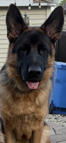 Customer's German Shepherd dog, looking at the camera, waiting for a 12 Inch Monster Bully Stick treat.