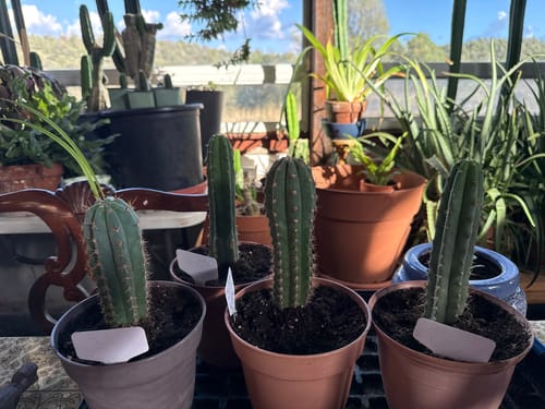 Customer photo review of Trichocereus Bridgesii | Bolivian Torch Cactus