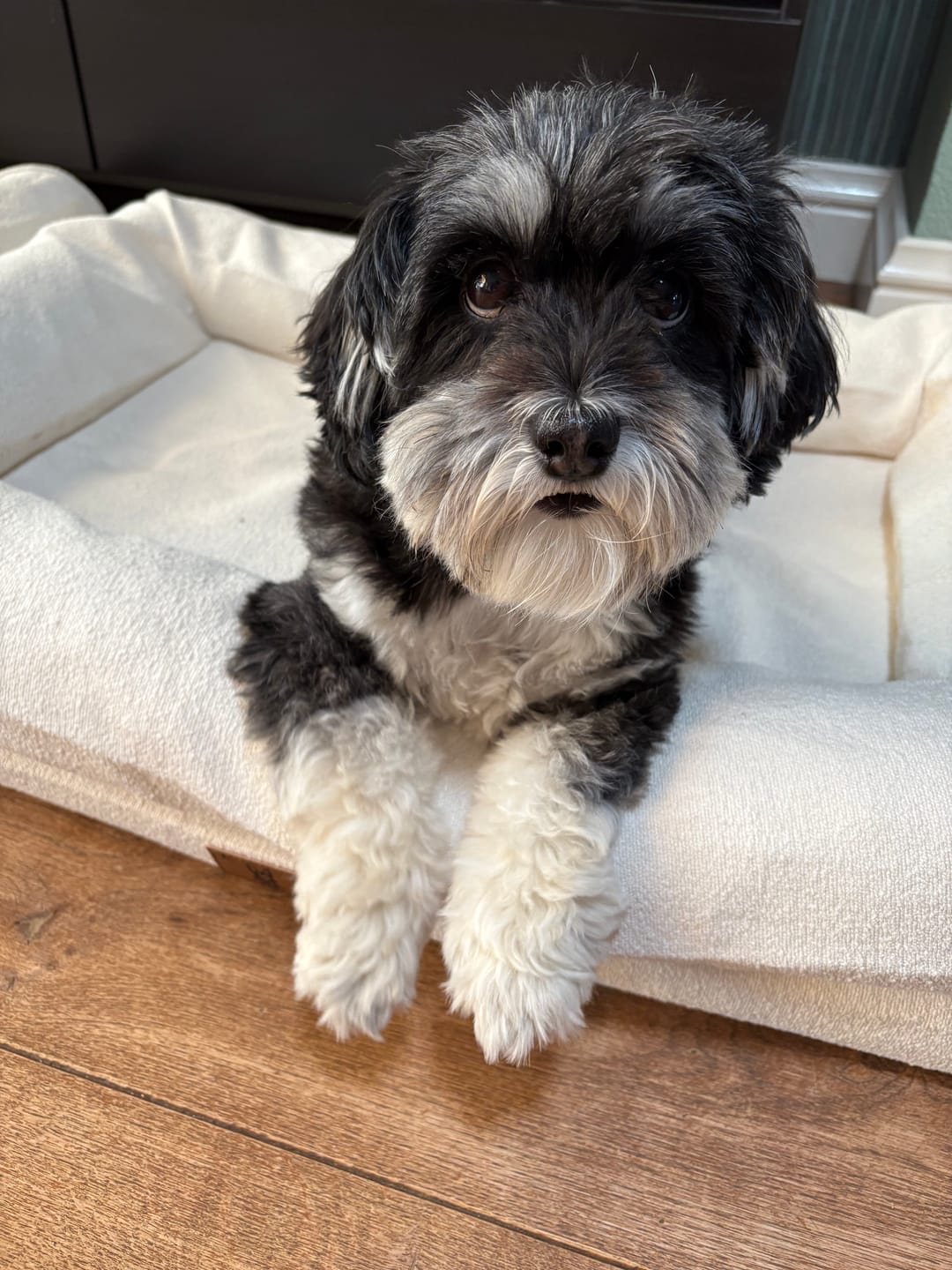 Customer photo review of Pet Perfect Orthopedische Hondenmand - Model 2
