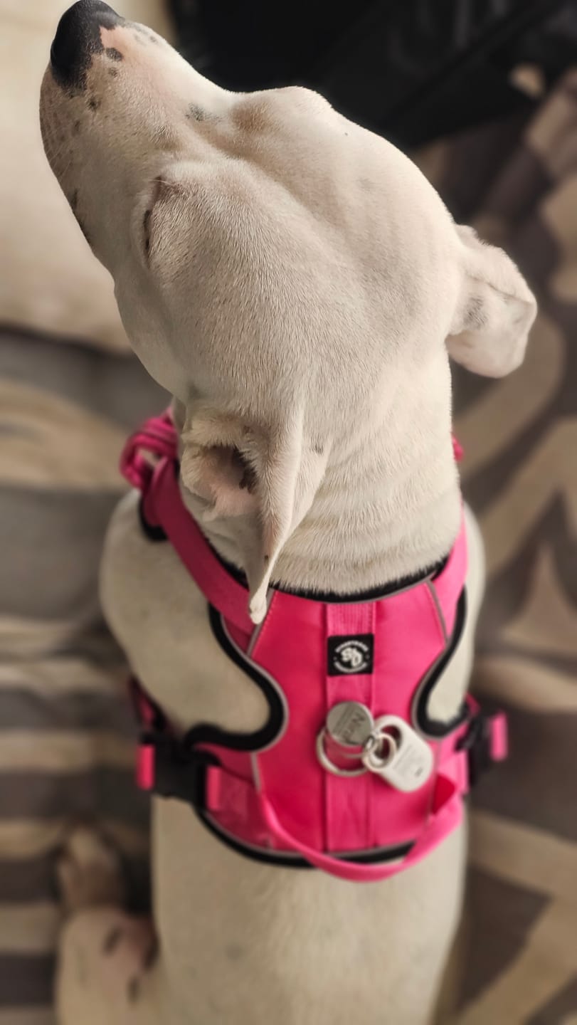 Customer photo review of Arnés Comfort para Perros - StreetDogs - Pink