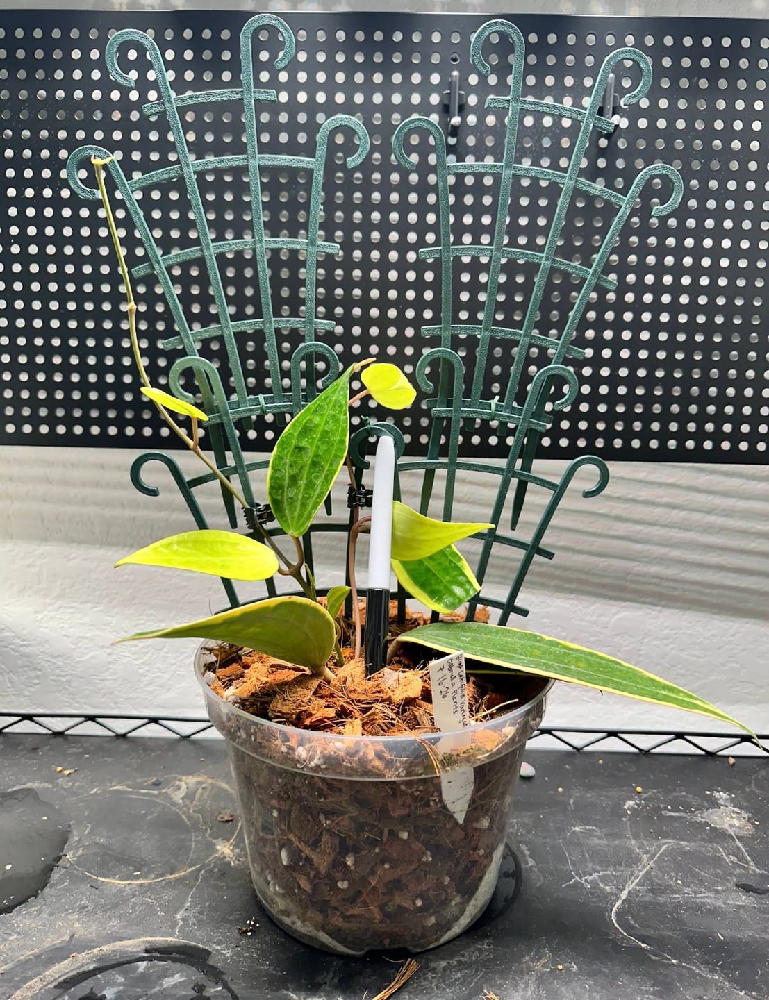 Customer photo review of Hoya latifolia 'Variegata'