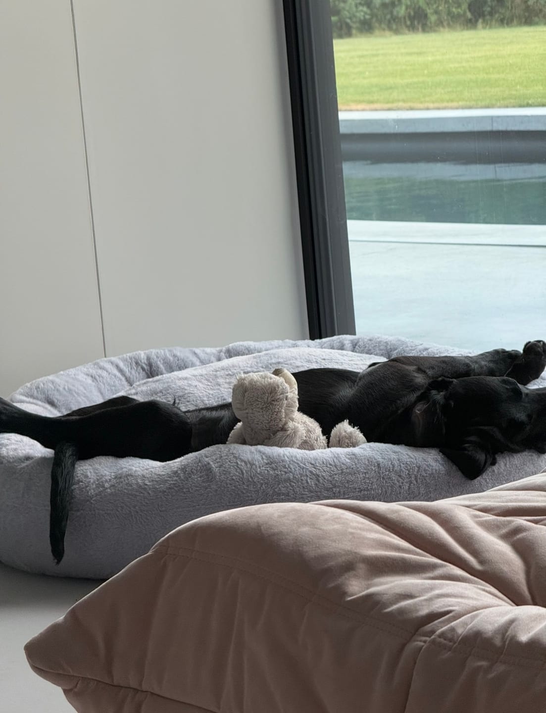 Customer photo review of Pet Perfect Orthopedische Donutmand