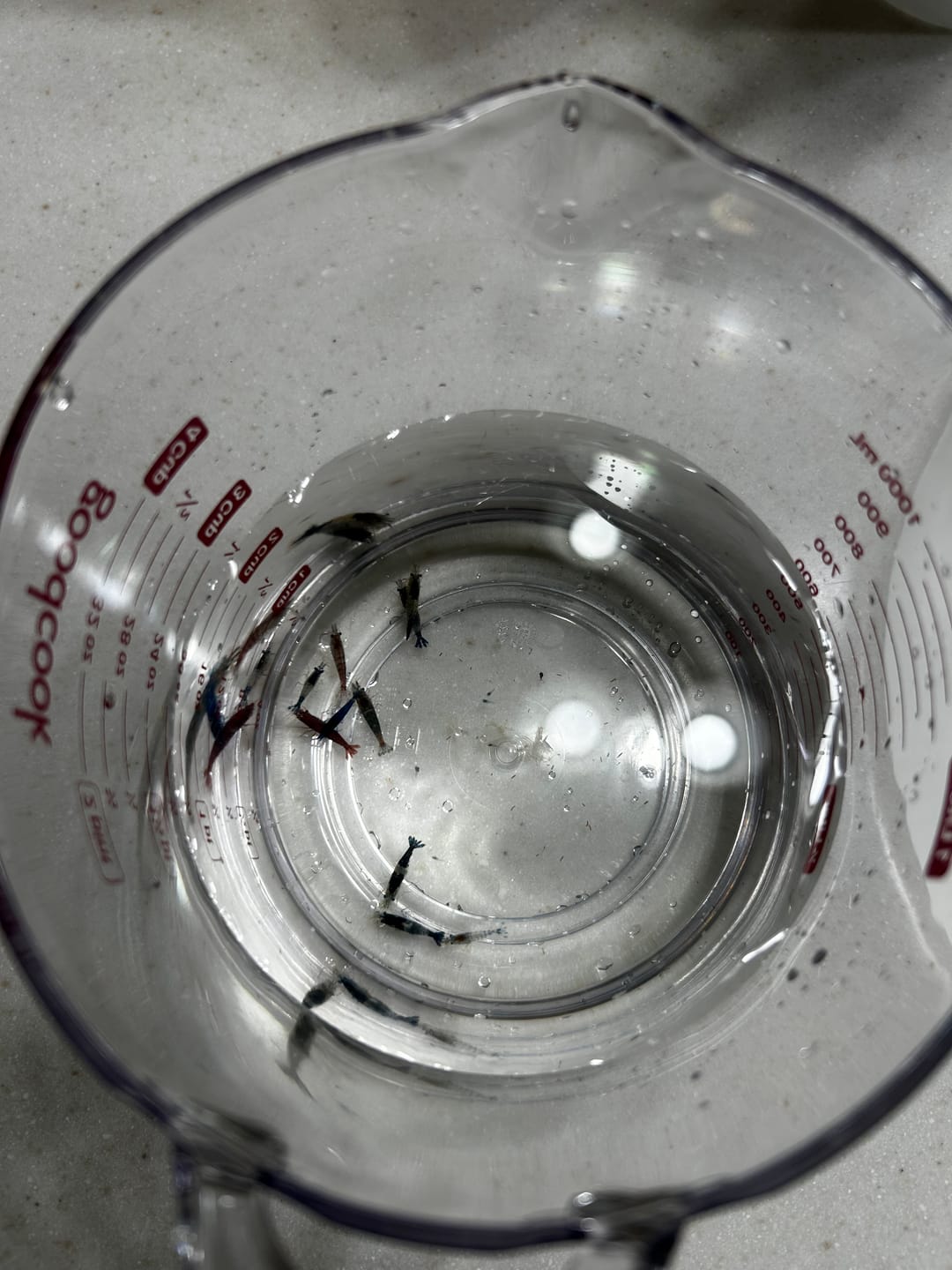Customer photo review of Carbon Rili Shrimp