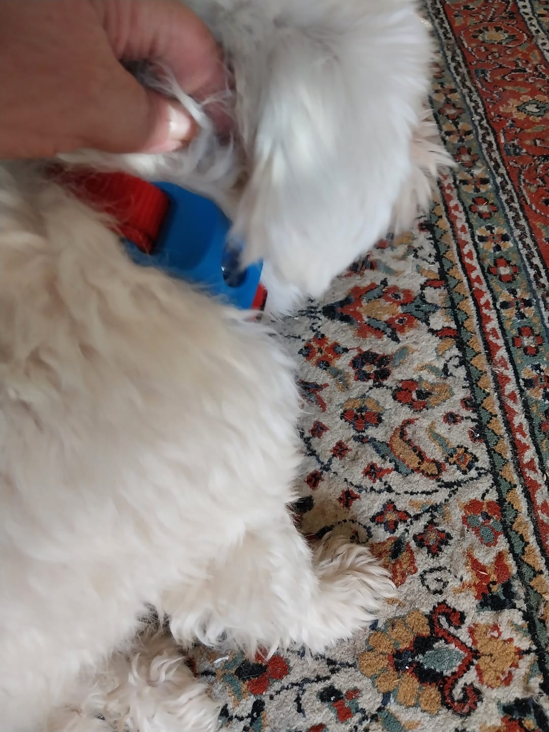 Customer photo review of Doğal Pire ve Kene Önleyici Tasma Aparatı