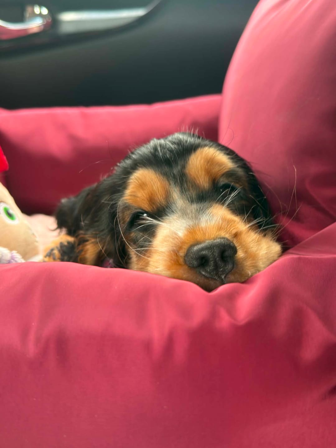 Customer photo review of Travel Dog Pod - Rosewood