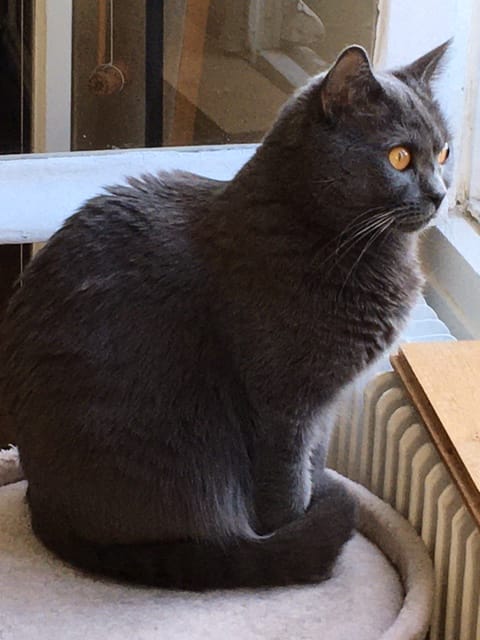 Customer photo review of Pâtée Truite & Dinde (x17) - Chat