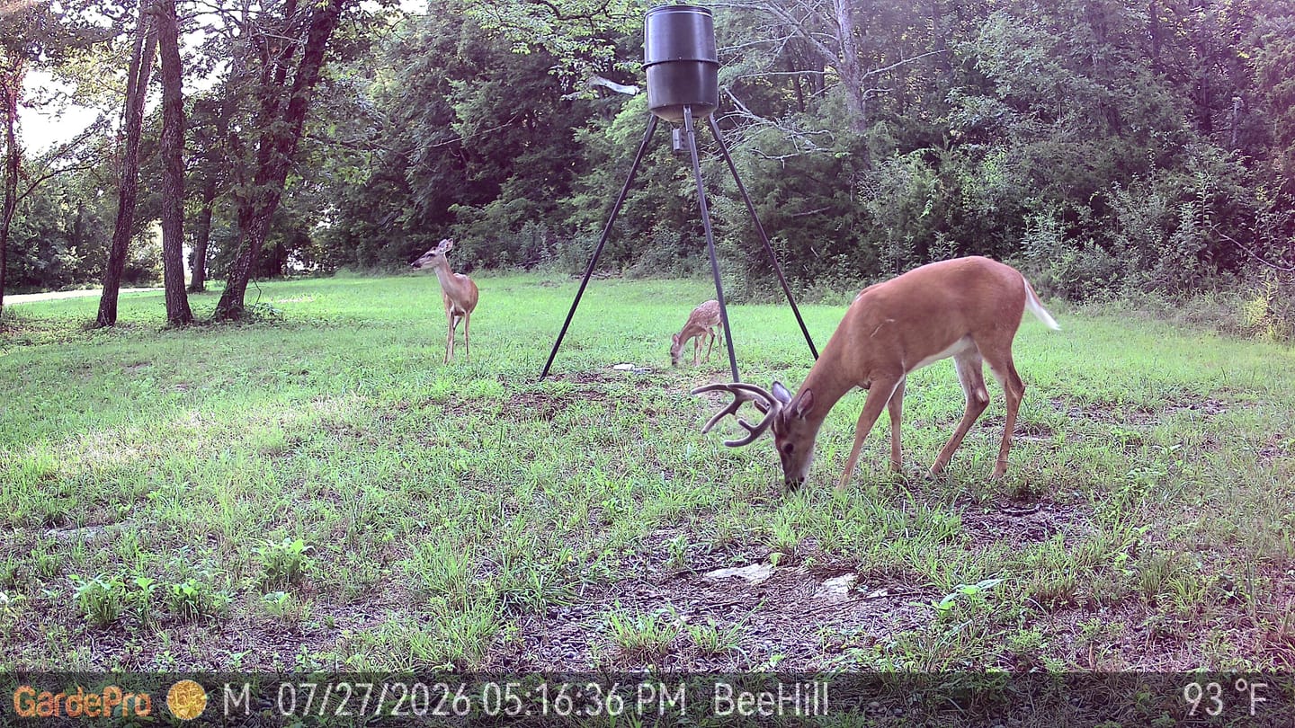 Customer photo review of GardePro Link 1.0 3000ft(1km) Long-Range Wireless Trail Camera