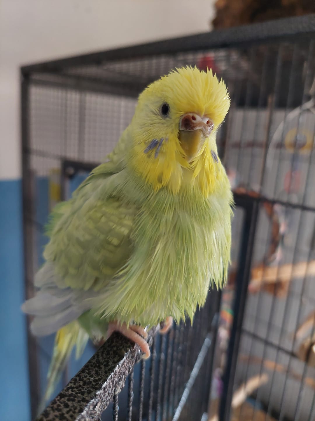 Customer photo review of Vogelmiere