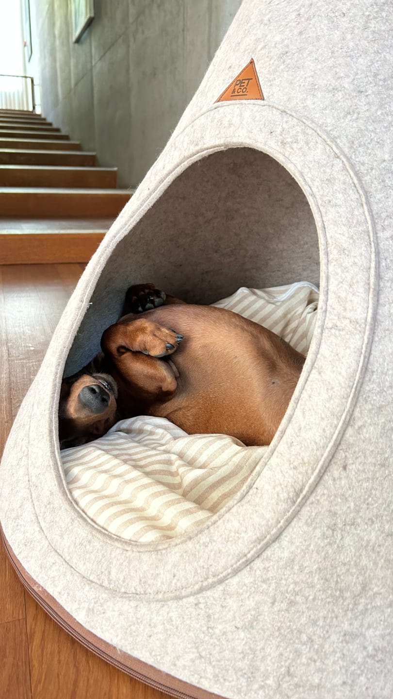 Customer photo review of Tonto - Luxury Dog Tipi