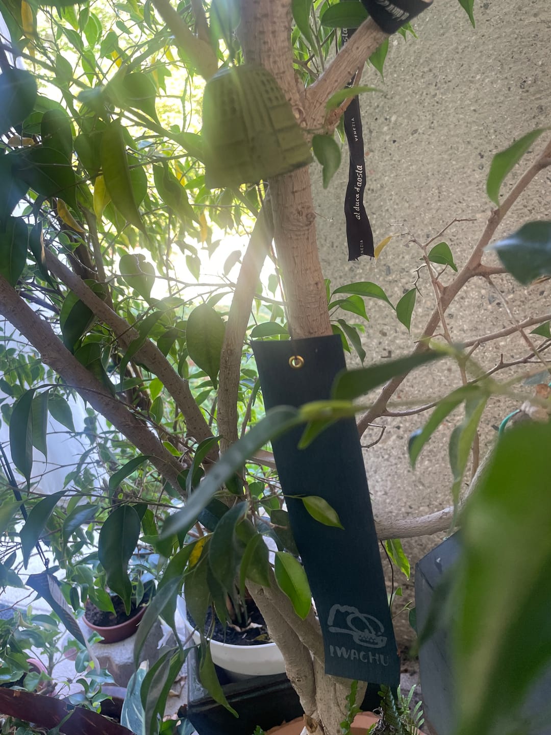 Customer photo review of Furin Iwachu verde - 4,5 cm