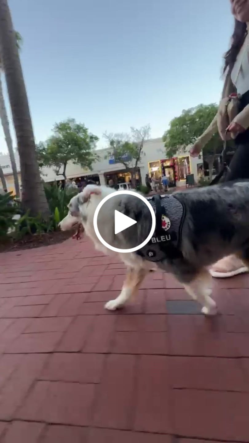 Customer video review of Service Dog Jiby Dog Charm
