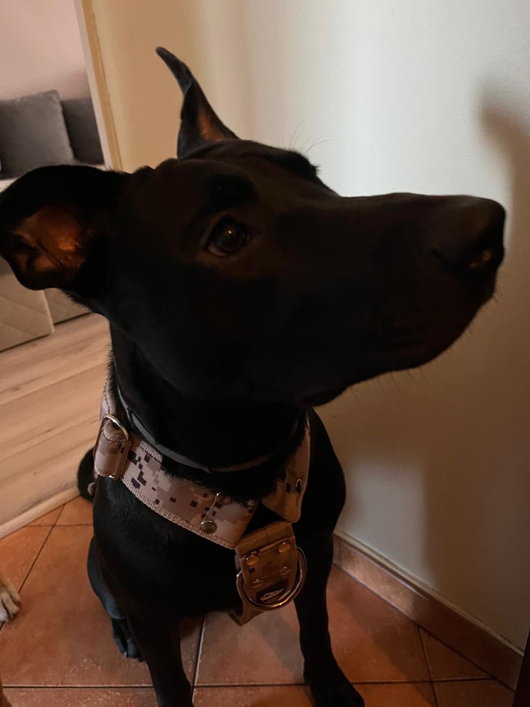 Customer photo review of Szelki z szybką klamrą - Easy Walk Extreme Camo Beige
