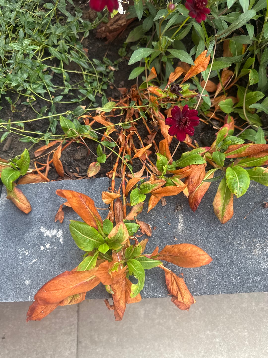 Customer photo review of Duizendknoop Roze/Rood (Lage soort 25 cm hoog) - Persicaria affinis 'Darjeeling Red' TIP