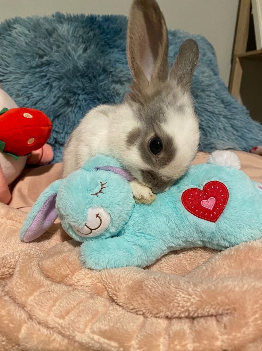 Customer photo review of Calming Plush for Bunnies